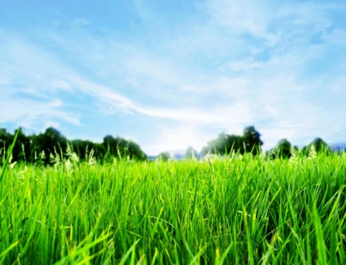 Fertilize your lawn without phosphates