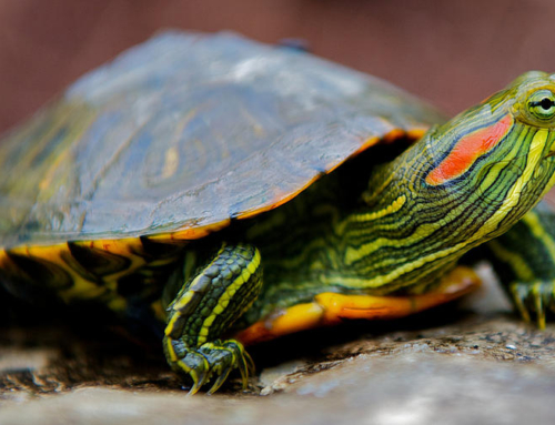 Turtles at Lake Waubeeka, Part 1